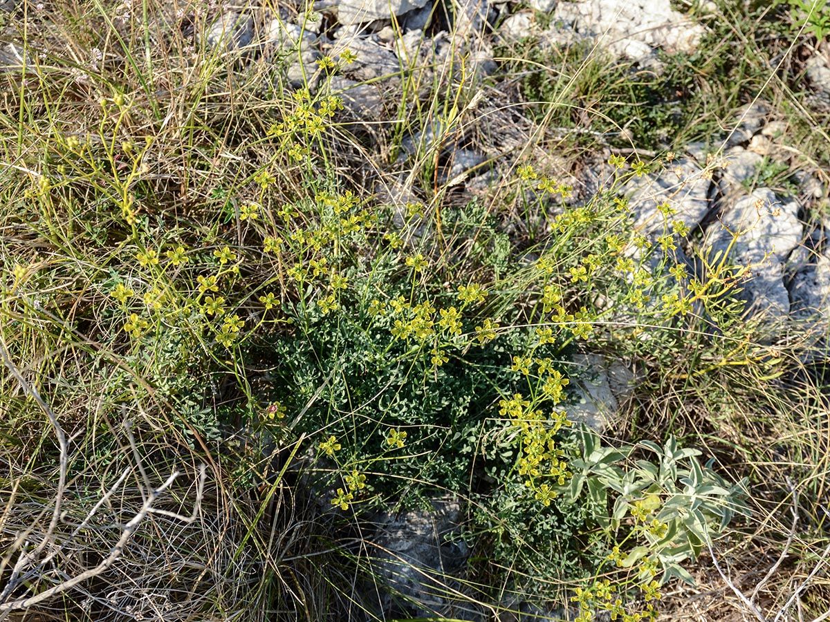 Habitus